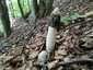 Erdei szömörcsög (Phallus impudicus), Retyezát
